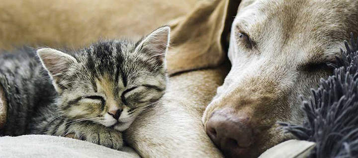 Imagen referencial de solución para gatos